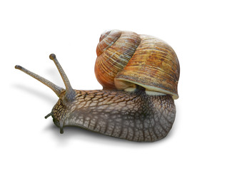 Snail on white background