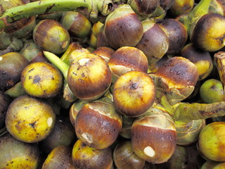 Asian Palmyra palm, Toddy palm, Sugar palm and Cambodian palm