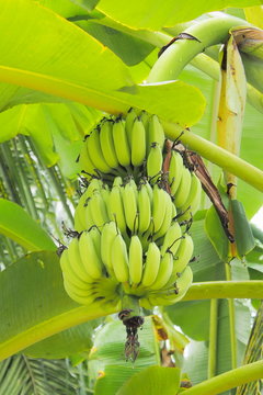 A bunch of ripening banana in their natural environment
