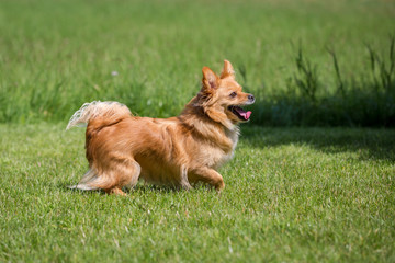 Aufmerksamer Hund