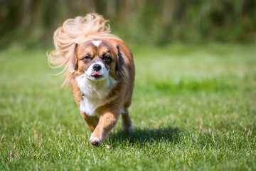 Kleiner brauner Hund