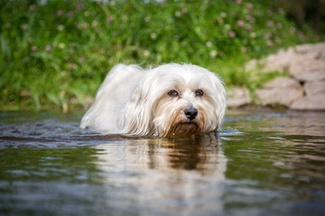 Weißer Hund im Wasser