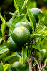 Green oranges on the orange tree in the tropical garden