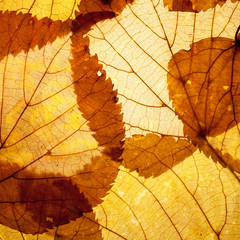 autumn leaves background
