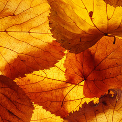 Autumn yellow leaves