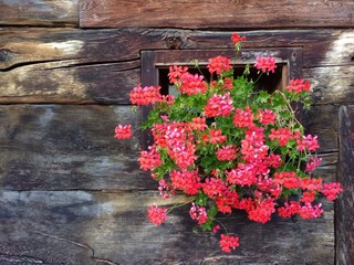 fiori di geranio