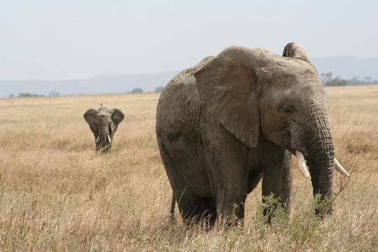 Elefante