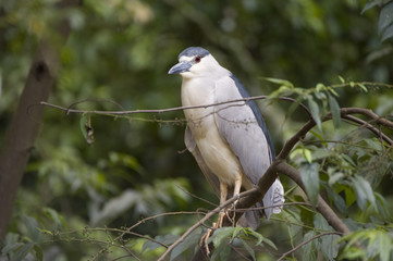 Savacu
