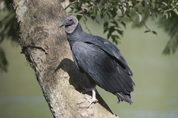 Urubu