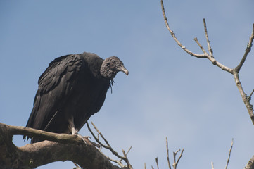 Urubu