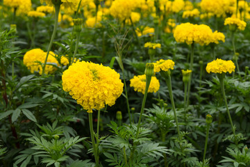 Close-up beautiful marigold blossom in the midst of it