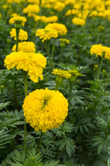 Close-up beautiful marigold blossom in the midst of it