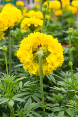 Close-up beautiful marigold blossom in the midst of it