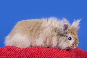 Obraz premium Rabbit