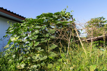Fototapeta na wymiar Pumpkin vine hanging on a bamboo house scene