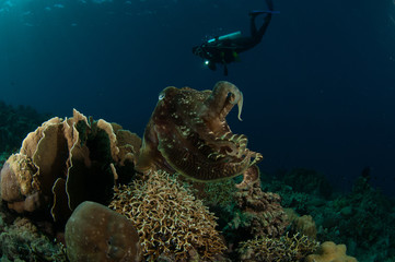 Naklejka na ściany i meble Broadclub cuttlefish Sepia latimanus in Gorontalo underwater