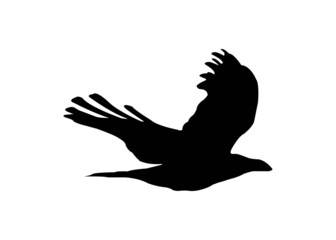 Bird Flying Silhouette
