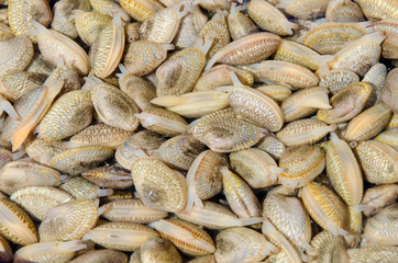 Fresh Clams in market