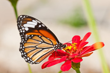 common tiger butterfly on red flower