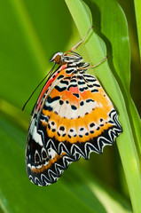 leopard lacewing butterfly close up