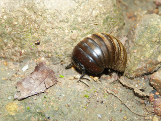 pill millipede is moving on the forest floor