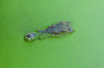 crocodile in wetland pond covered with duckweed