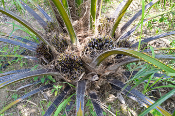 young oil palm fruit  on oil palm tree
