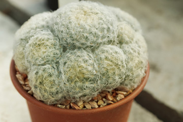 Small succulent plant