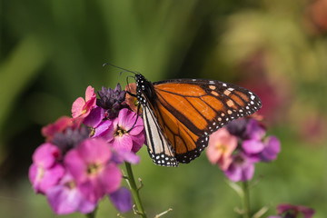 monarch butterfly feeding on pink flowers