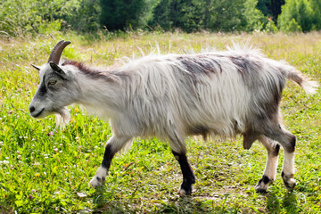 running nanny-goat
