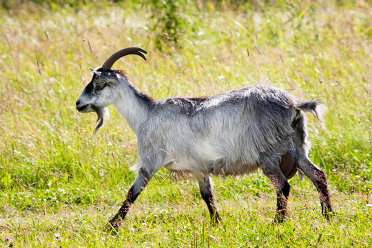 running goat
