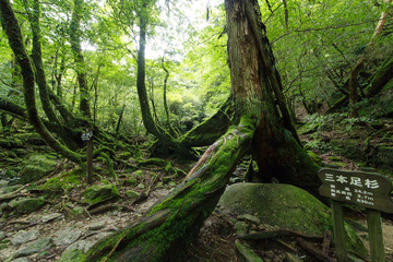 三本足杉