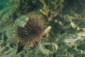 Naklejka na ściany i meble Common sea urchin and tiny triplefin