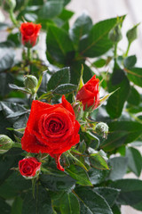 bush of red roses, vertical