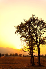Thailand Tree Sunset