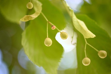 Früchte der Sommerlinde