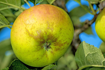 Apfel am Baum