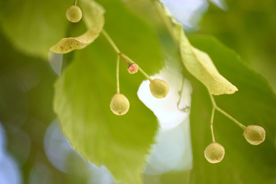 Fr&uuml;chte der Sommerlinde