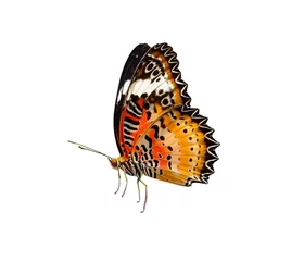 Keuken foto achterwand Vlinder vlinder geïsoleerd op witte achtergrond