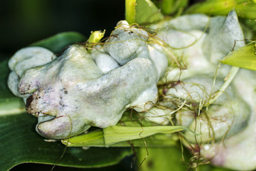 Maisbeulenbrand, Ustilago maydis