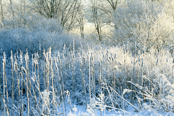 frost, winter, snow on the old grass