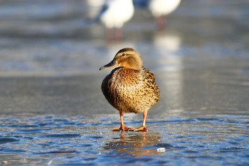 duck on the ice in winter