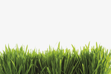 Gras auf weißem Hintergrund