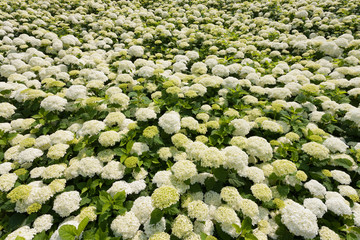 アジサイの花