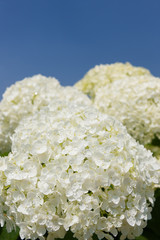 アジサイの花