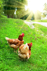 Red farm chickens