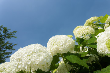 アジサイの花