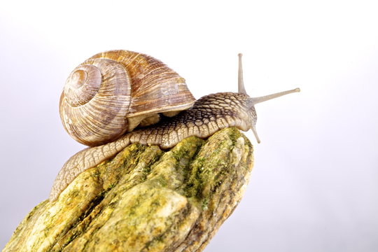 Lumaca