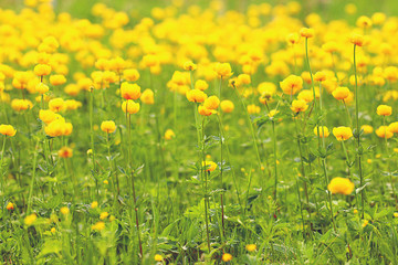 buttercup yellow flowers field