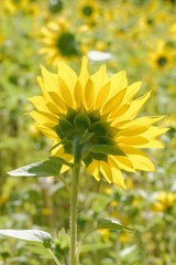 fleur de tournesol au soleil